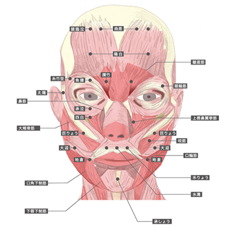 顔　筋肉